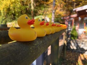 Mehr über den Artikel erfahren Schicken Sie Ihre Ente ins Rennen!