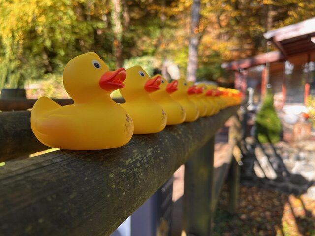 Entenrennen im Lützbach